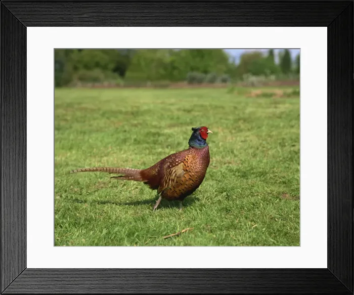 Framed Print : Male pheasant, United Kingdom, Europe Framed Print : Male pheasant, United Kingdom, Europe
