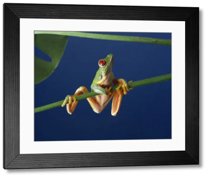 Framed Print : Red-eyed tree frog (Agalythnis callidryas), South America Framed Print : Red-eyed tree frog (Agalythnis callidryas), South America