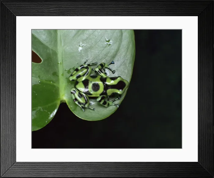 Framed Print : Poison arrow tree frog (Dendrobates auratus) Framed Print : Poison arrow tree frog (Dendrobates auratus)