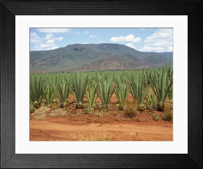 Framed Print : Sisal crop, Kenya, East Africa, Africa Framed Print : Sisal crop, Kenya, East Africa, Africa