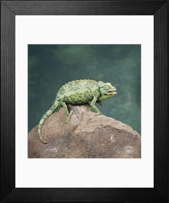 Framed Print : Jacksons chameleon (Chamaeleo jacksonii), Kenya, East Africa, Africa Framed Print : Jacksons chameleon (Chamaeleo jacksonii), Kenya, East Africa, Africa