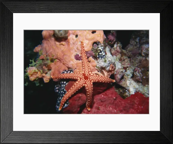 Framed Print : Starfish and soft corals, Hurgada, Red Sea, Egypt, North Africa, Africa Framed Print : Starfish and soft corals, Hurgada, Red Sea, Egypt, North Africa, Africa