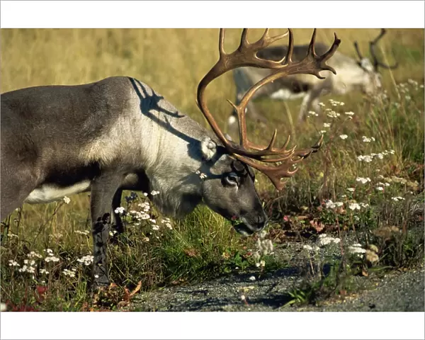 Reindeer in the Lapona Region, Lappland, Sweden, Scandinavia, Europe
