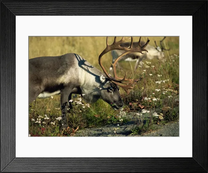 Framed Print : Reindeer in the Lapona Region, Lappland, Sweden, Scandinavia, Europe Framed Print : Reindeer in the Lapona Region, Lappland, Sweden, Scandinavia, Europe