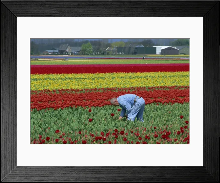Framed Print : Tulip fields near Keukenhof, Holland, Europe Framed Print : Tulip fields near Keukenhof, Holland, Europe