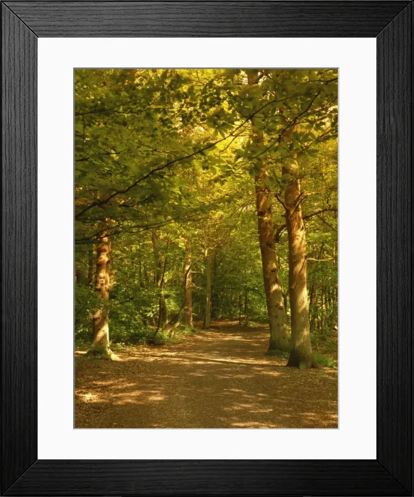 Framed Print : Woodland walk, Trent Park Country Park, near Cockfosters, North London Framed Print : Woodland walk, Trent Park Country Park, near Cockfosters, North London