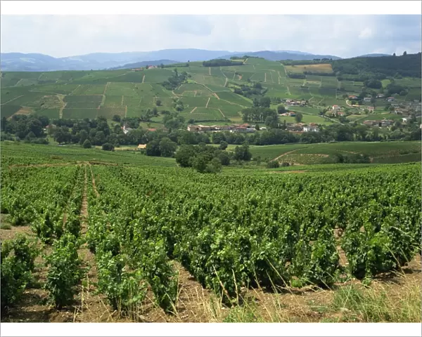 Beaujolais vineyards, Julienas, Burgundy, Rhone Valley, France, Europe