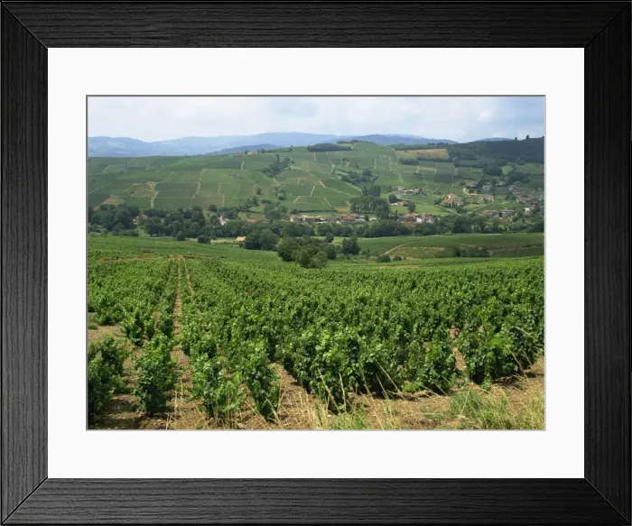 Framed Print : Beaujolais vineyards, Julienas, Burgundy, Rhone Valley, France, Europe Framed Print : Beaujolais vineyards, Julienas, Burgundy, Rhone Valley, France, Europe