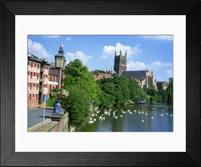 Framed Print : Swans on the River Severn and cathedral, Worcester, Worcestershire, England Framed Print : Swans on the River Severn and cathedral, Worcester, Worcestershire, England