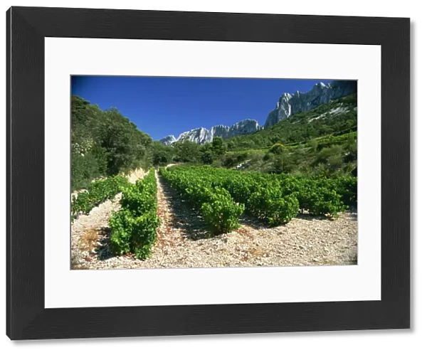 Cotes de Rhone vineyards, Dentelles de Montmirail, Vaucluse, Provence, France, Europe