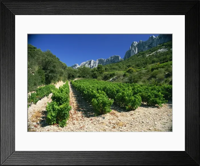 Framed Print : Cotes de Rhone vineyards, Dentelles de Montmirail, Vaucluse, Provence, France, Europe Framed Print : Cotes de Rhone vineyards, Dentelles de Montmirail, Vaucluse, Provence, France, Europe