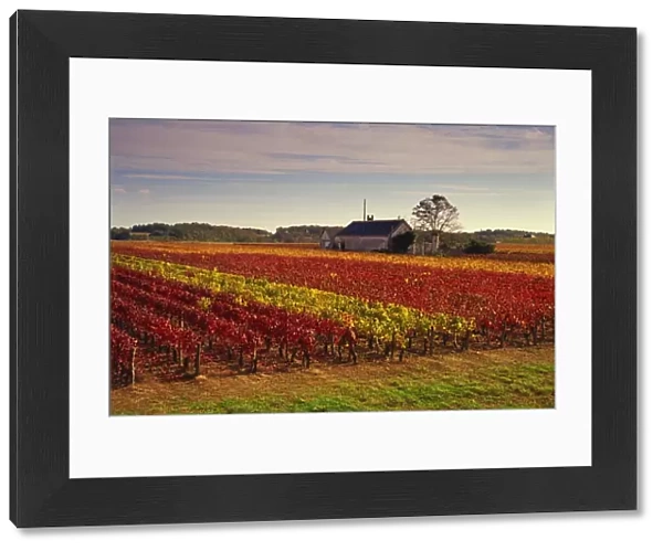 Vineyards near Loches, Indre et Loire, Touraine, Loire Valley, France, Europe