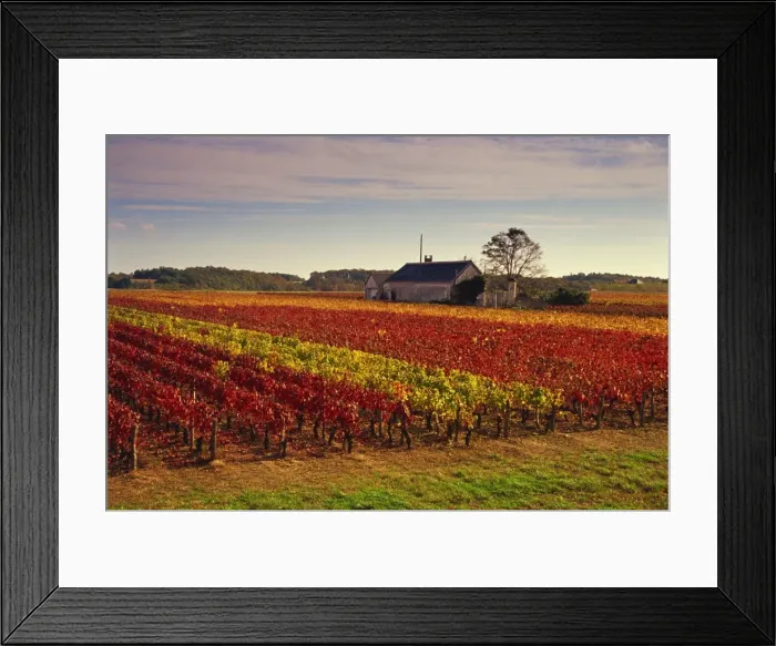 Framed Print : Vineyards near Loches, Indre et Loire, Touraine, Loire Valley, France, Europe