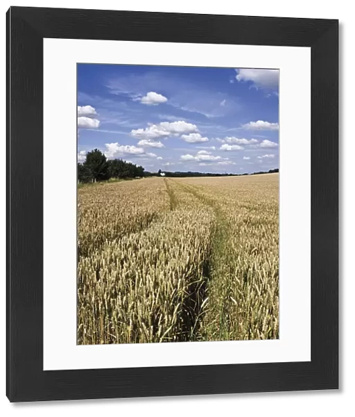 Farmland of cornfield ripening, England, United Kingdom, Europe