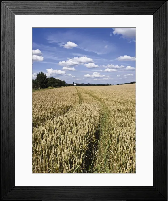 Framed Print : Farmland of cornfield ripening, England, United Kingdom, Europe Framed Print : Farmland of cornfield ripening, England, United Kingdom, Europe