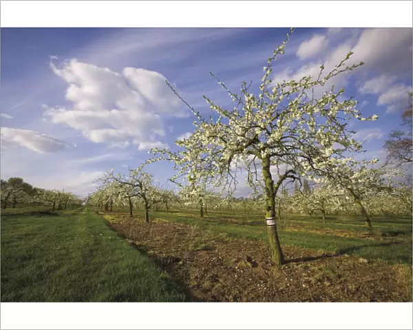 Blossom in the apple orchards in the Vale of Evesham, Worcestershire, England