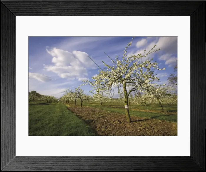 Framed Print : Blossom in the apple orchards in the Vale of Evesham, Worcestershire, England Framed Print : Blossom in the apple orchards in the Vale of Evesham, Worcestershire, England