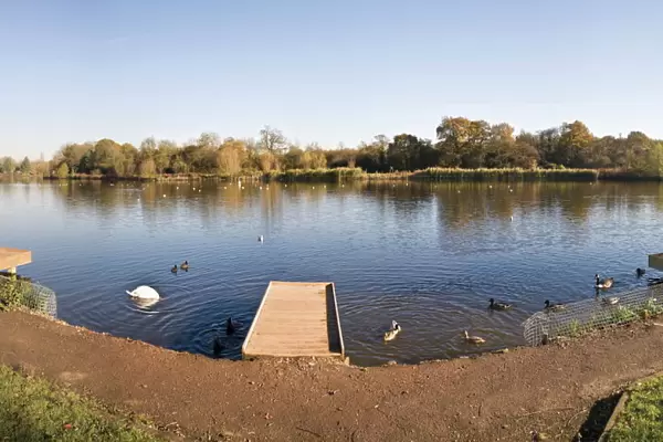 Arrow Valley Lake Country Park, Redditch, Worcestershire, England, United Kingdom, Europe