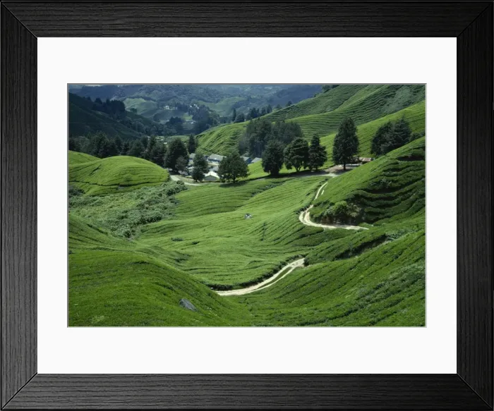Framed Print : Sungai Palas Tea Estate, Cameron Highlands, Perak State, Malaysia, Southeast Asia, Asia Framed Print : Sungai Palas Tea Estate, Cameron Highlands, Perak State, Malaysia, Southeast Asia, Asia