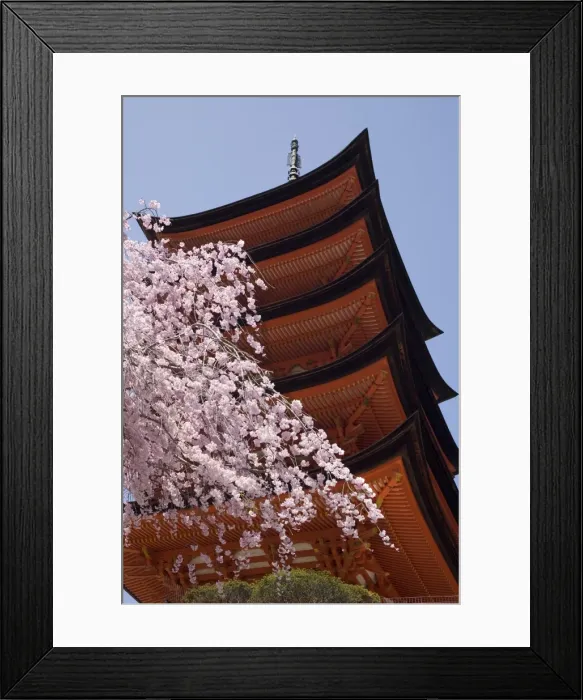 Framed Print : Five storey pagoda and blossom, Miyajima, Japan, Asia Framed Print : Five storey pagoda and blossom, Miyajima, Japan, Asia