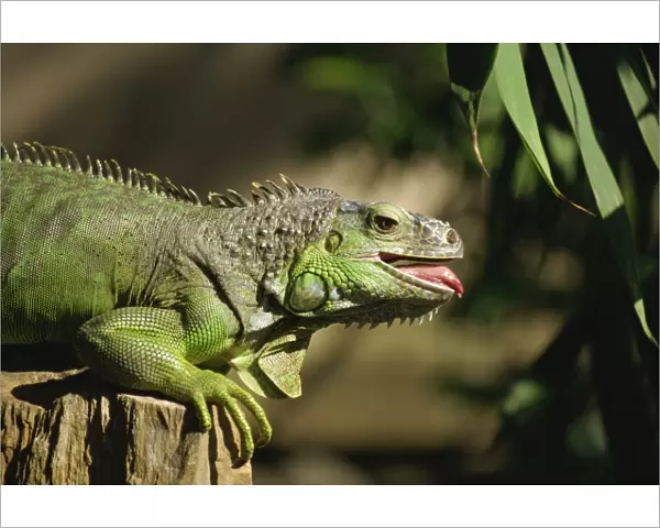 Green iguana, Bali, Indonesia, Southeast Asia, Asia