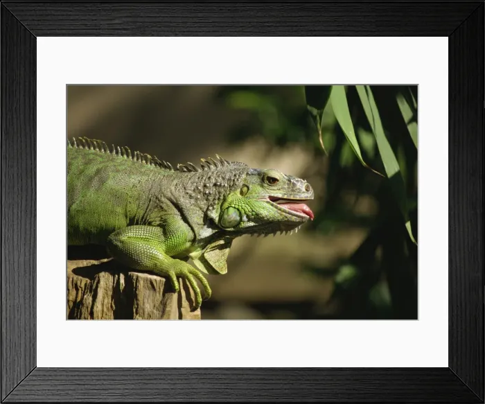 Framed Print : Green iguana, Bali, Indonesia, Southeast Asia, Asia