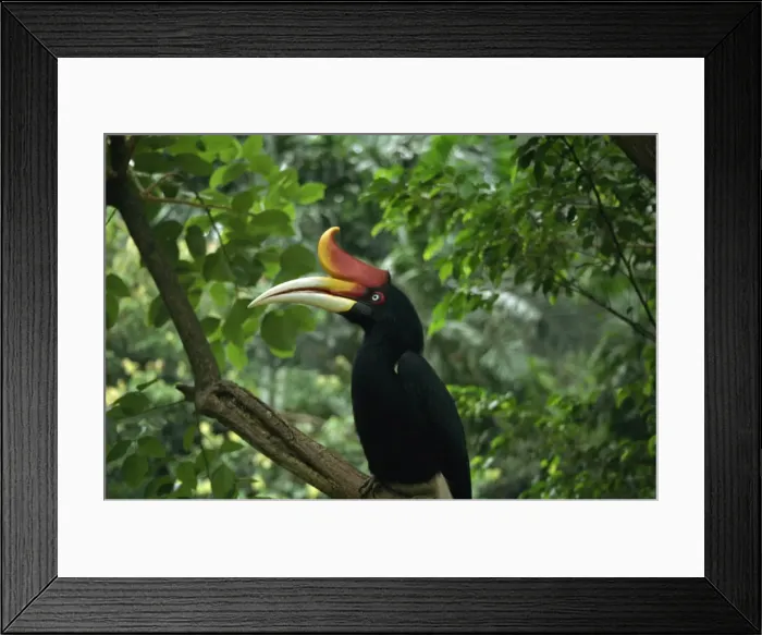 Framed Print : Rhinoceros hornbill, Malaysia, Southeast Asia, Asia