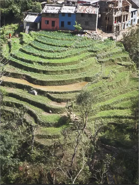 Terraced field infront of The Trisuli Center - whitewater base for Himalayan Encounters