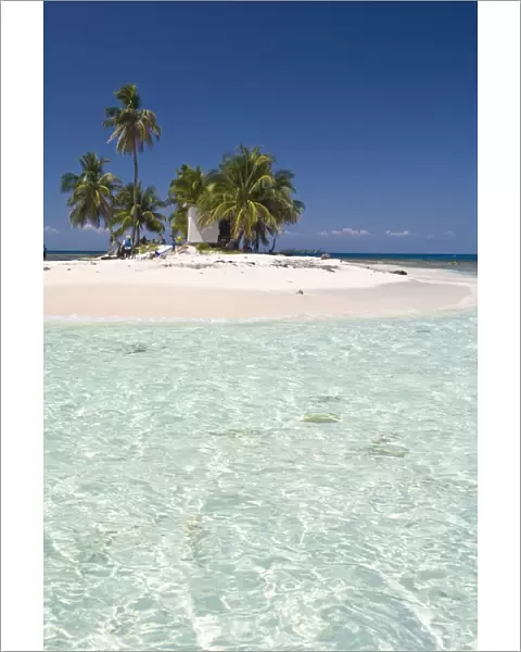 Palm trees on beach, Silk Caye, Belize, Central America