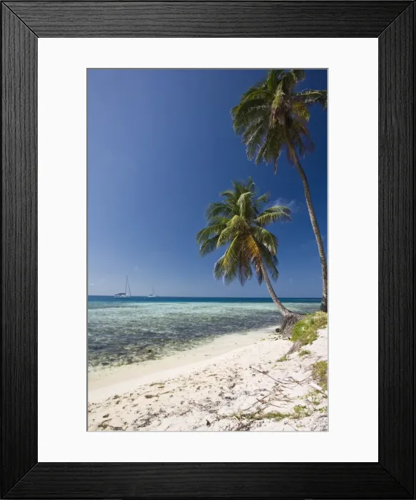 Framed Print : Palm trees on beach, Silk Caye, Belize, Central America Framed Print : Palm trees on beach, Silk Caye, Belize, Central America