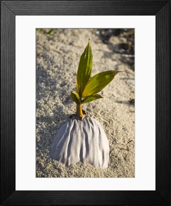 Framed Print : Palm growing from coconut, Placencia, Belize, Central America Framed Print : Palm growing from coconut, Placencia, Belize, Central America