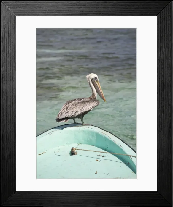 Framed Print : Pelican, Tobaco Caye, Belize, Central America Framed Print : Pelican, Tobaco Caye, Belize, Central America