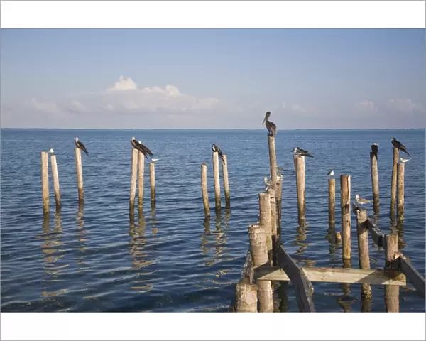 Birds on jetty posts, Caye Caulker, Belize, Central America