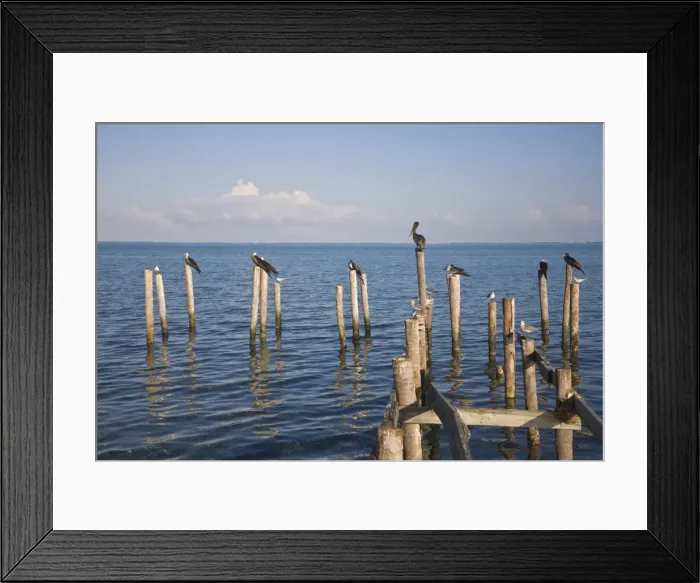 Framed Print : Birds on jetty posts, Caye Caulker, Belize, Central America Framed Print : Birds on jetty posts, Caye Caulker, Belize, Central America