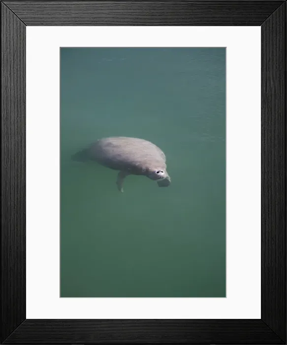Framed Print : Manatee, Swallow Caye Wildlife Sanctuary, Belize, Central America Framed Print : Manatee, Swallow Caye Wildlife Sanctuary, Belize, Central America