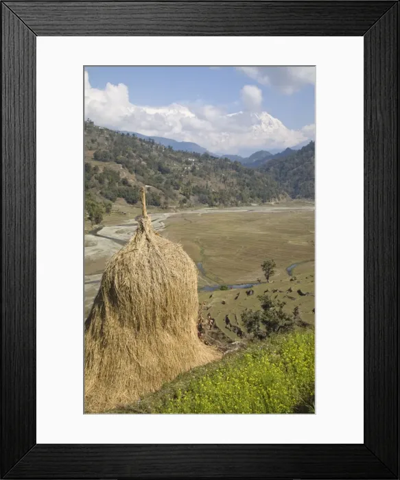 Framed Print : Hay bale, Sikles trek, Pokhara, Nepal, Asia Framed Print : Hay bale, Sikles trek, Pokhara, Nepal, Asia