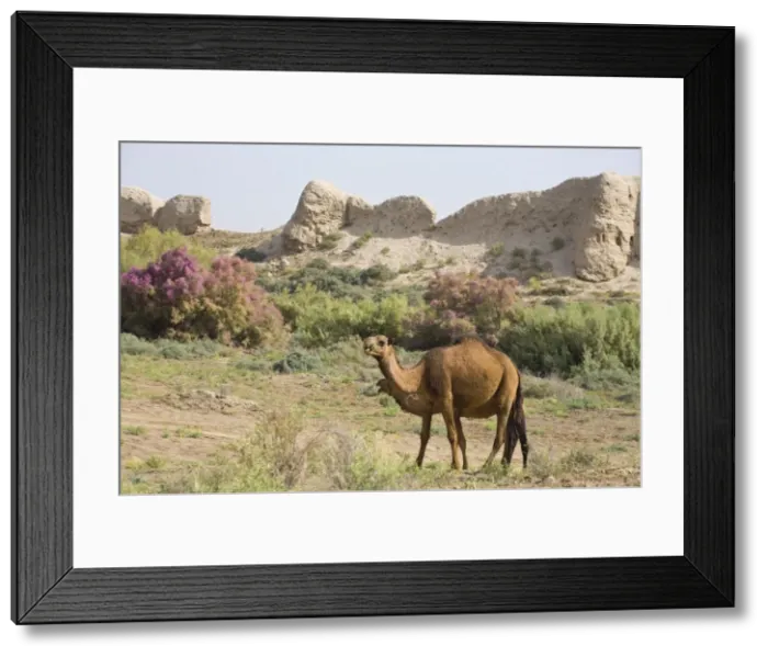Framed Print : Camels, Ancient Merv, Mary, UNESCO World Heritage Site, Turkmenistan, Central Asia, Asia Framed Print : Camels, Ancient Merv, Mary, UNESCO World Heritage Site, Turkmenistan, Central Asia, Asia
