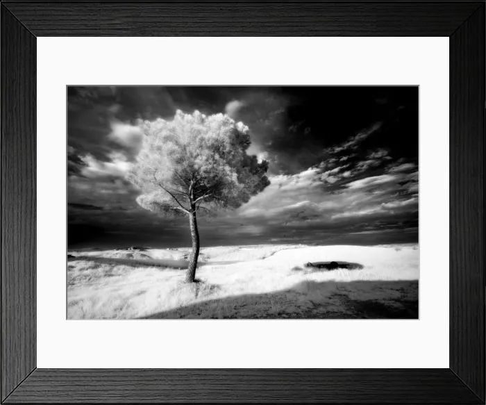 Framed Print : Infra red image of a tree against dark evening sky, near Pienza, Tuscany, Italy, Europe Framed Print : Infra red image of a tree against dark evening sky, near Pienza, Tuscany, Italy, Europe