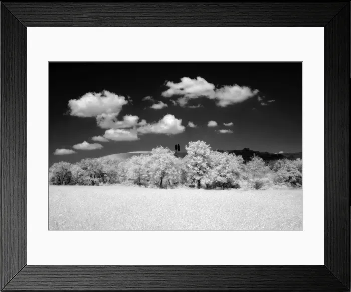 Framed Print : Infra red image of two cypress trees on hill above fields, near Pienza Framed Print : Infra red image of two cypress trees on hill above fields, near Pienza