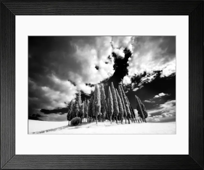 Framed Print : Infrared image of a group of cypress trees near San Quirico d Orcia Framed Print : Infrared image of a group of cypress trees near San Quirico d Orcia