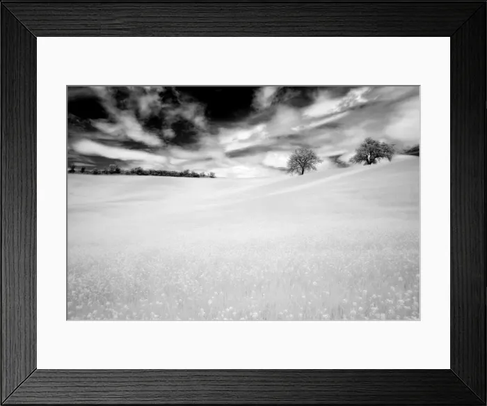 Framed Print : Infrared images of two trees in field of oil seed rape, near Pienza, Tuscany Framed Print : Infrared images of two trees in field of oil seed rape, near Pienza, Tuscany