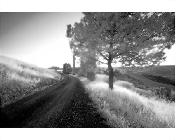 Infrared image of trees and country road, San Quirico d Orcia, Tuscany, Italy, Europe