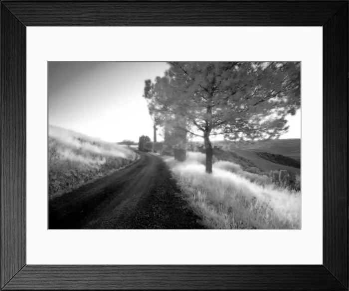 Framed Print : Infrared image of trees and country road, San Quirico d Orcia, Tuscany, Italy, Europe Framed Print : Infrared image of trees and country road, San Quirico d Orcia, Tuscany, Italy, Europe