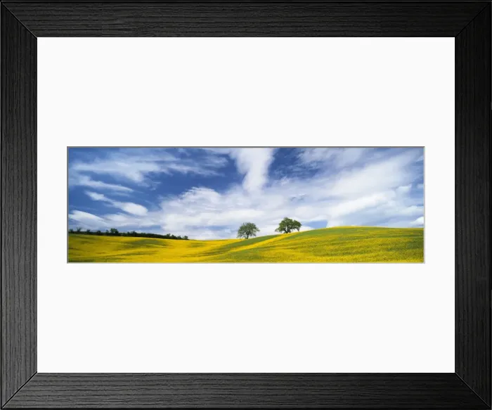 Framed Print : Two trees in oil seed rape field, near San Quirico d Orcia, Tuscany, Italy, Europe Framed Print : Two trees in oil seed rape field, near San Quirico d Orcia, Tuscany, Italy, Europe