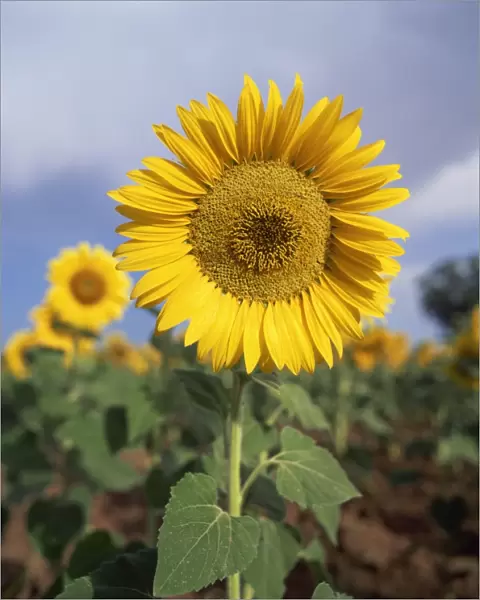 Sunflower in France, Europe