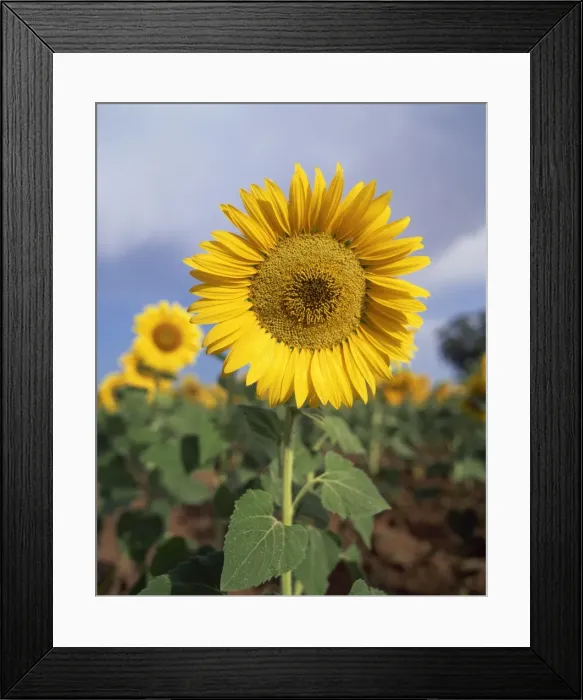 Framed Print : Sunflower in France, Europe Framed Print : Sunflower in France, Europe