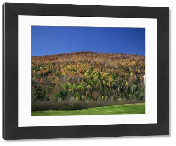 Woodland in fall colours, Vermont, New England, United States of America, North America