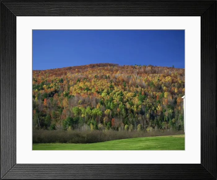 Framed Print : Woodland in fall colours, Vermont, New England, United States of America, North America Framed Print : Woodland in fall colours, Vermont, New England, United States of America, North America