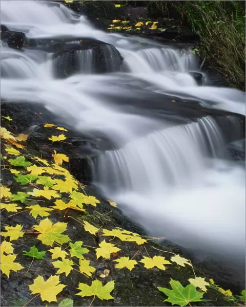Golden autumn leaves beside cascades of water in the Highlands of Scotland