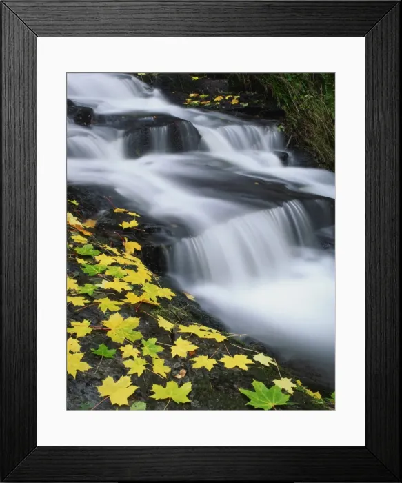 Framed Print : Golden autumn leaves beside cascades of water in the Highlands of Scotland Framed Print : Golden autumn leaves beside cascades of water in the Highlands of Scotland